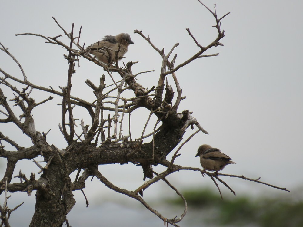 Сероголовый ткачик-воробей - ML646038667