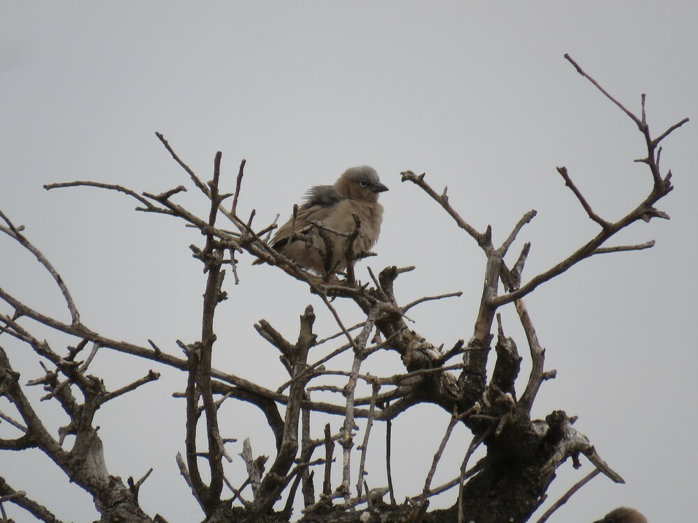Сероголовый ткачик-воробей - ML646038668
