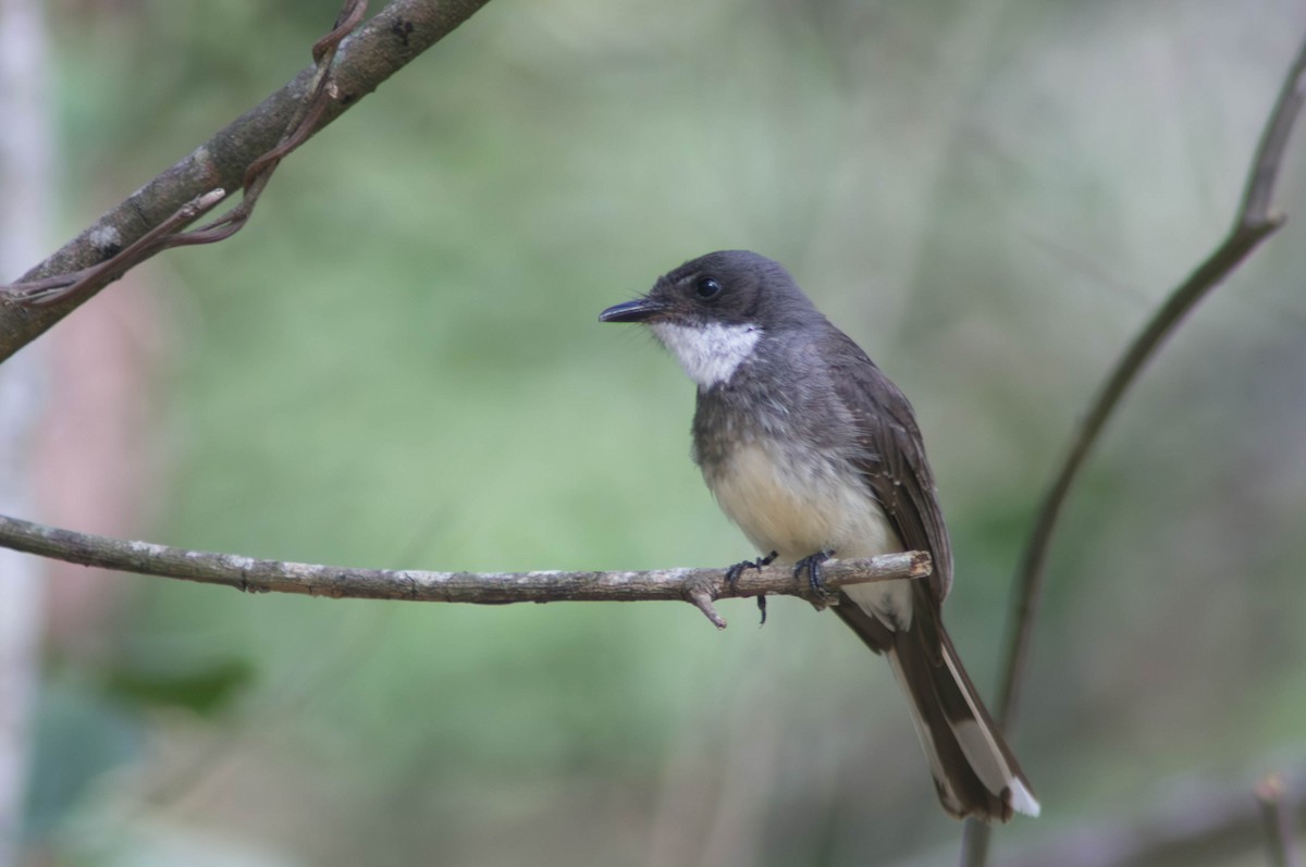 Рыжебрюхая веерохвостка - ML646038670