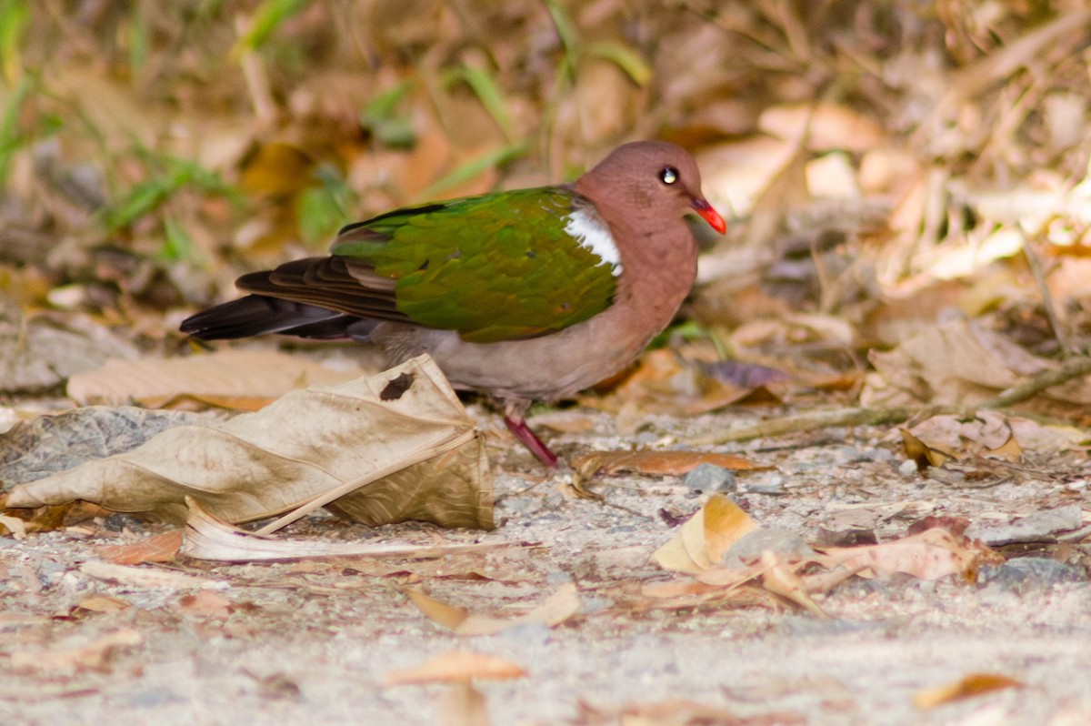 Австралийская изумрудная горлица - ML646038672