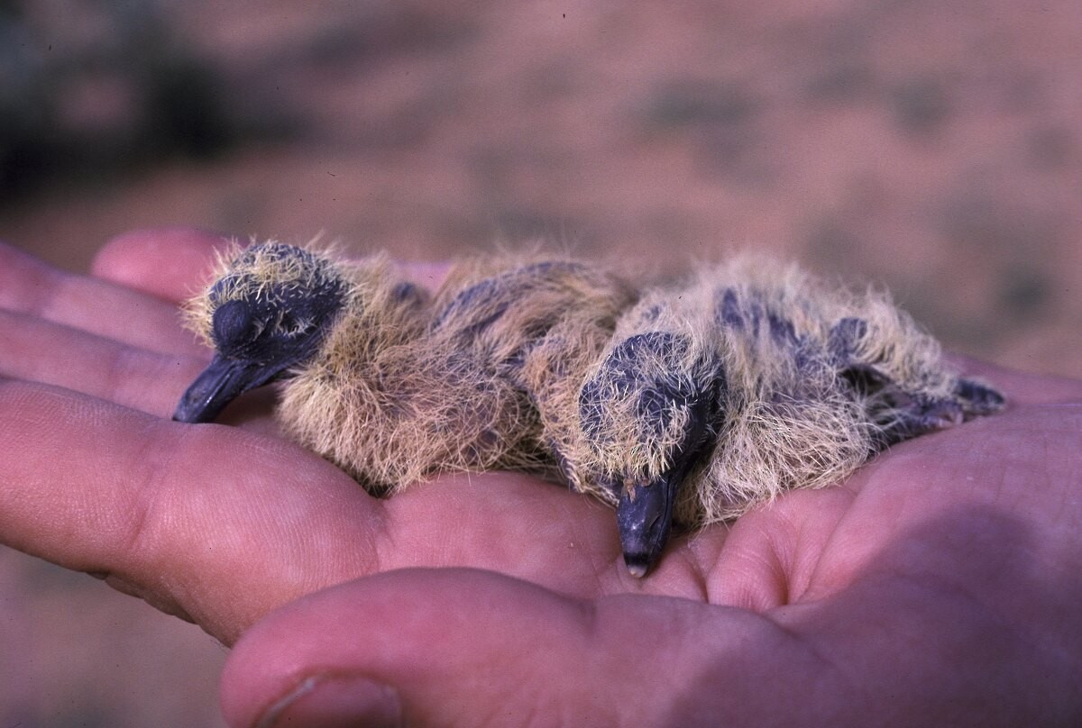 Сахельская горлица - ML646038673