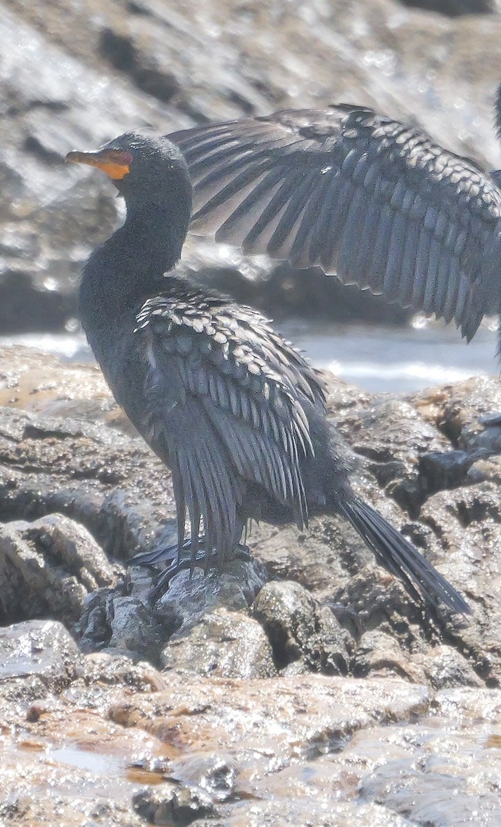 Венценосный баклан - ML646038674