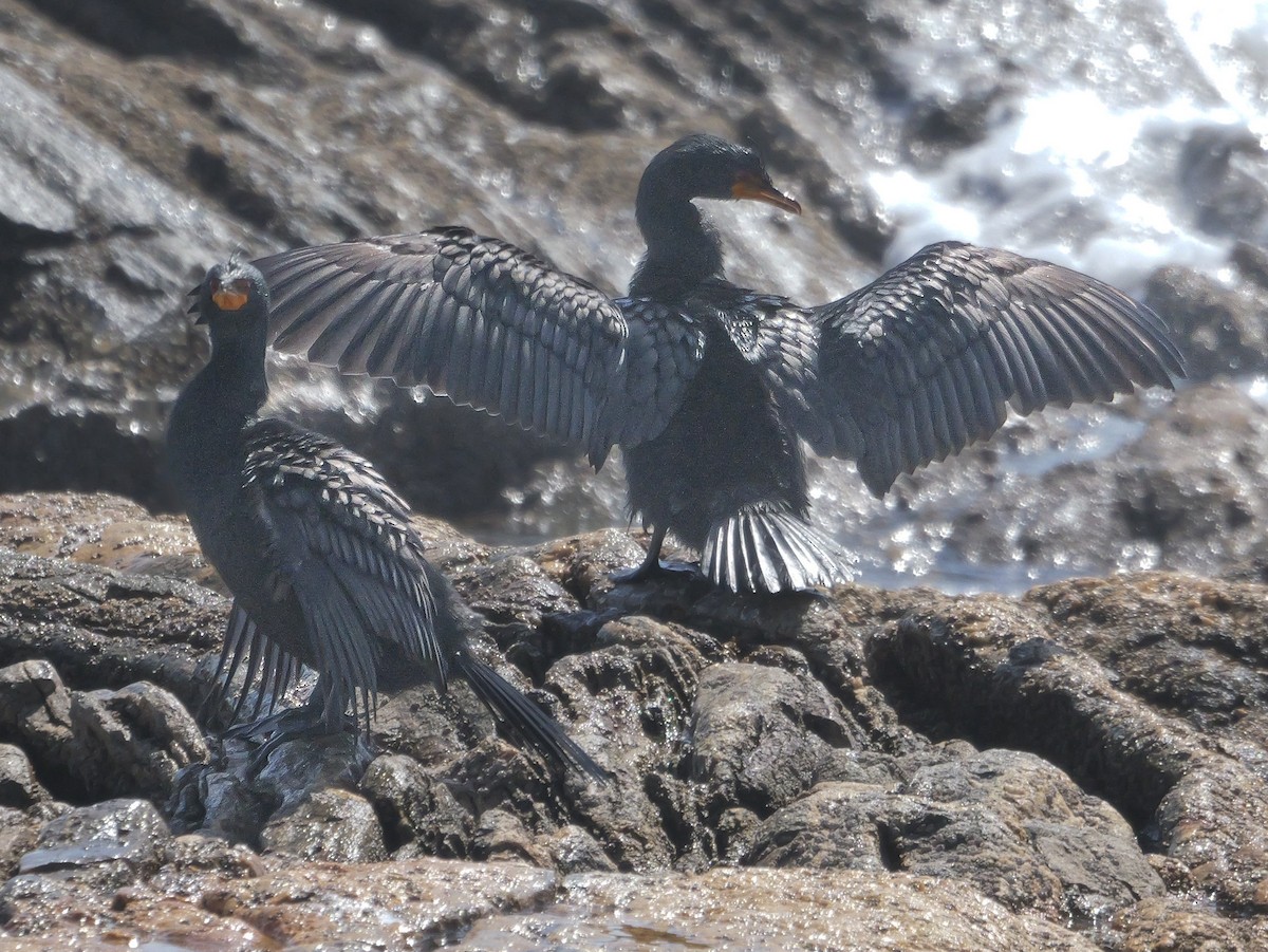 Венценосный баклан - ML646038675