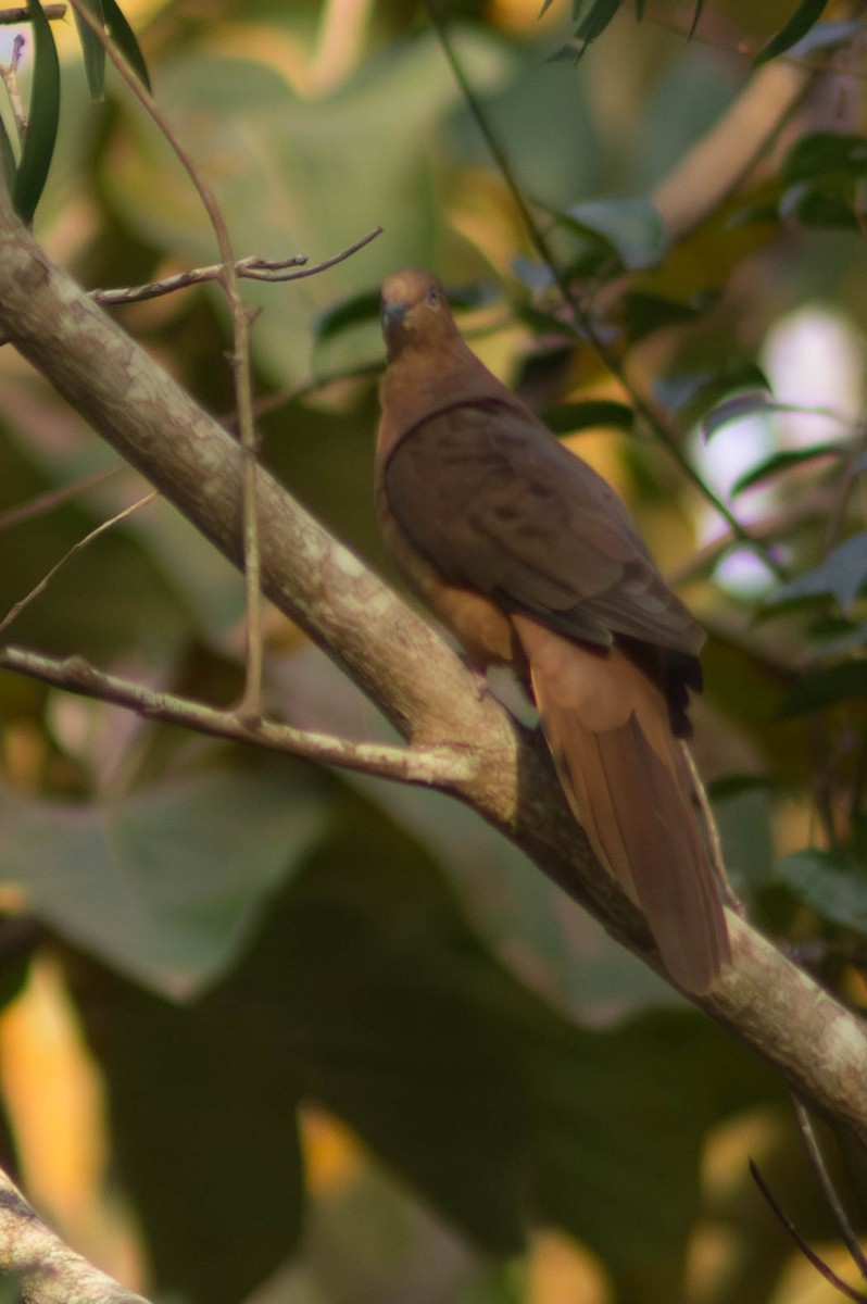 Бурая кукушковая горлица - ML646038676