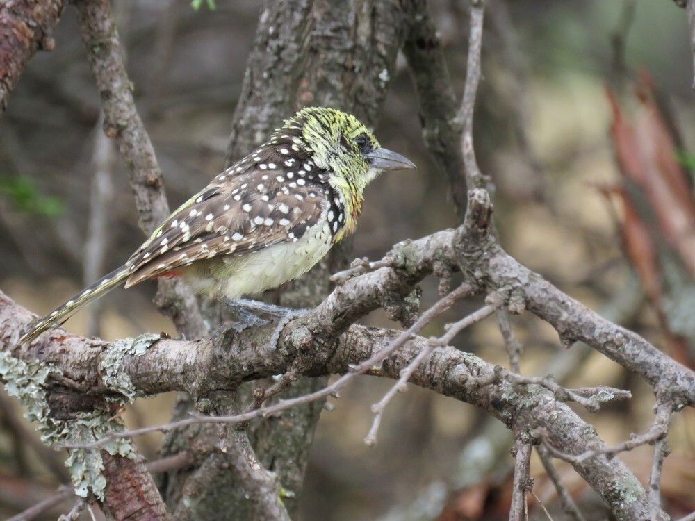 Пестроголовая чубатка - ML646038677