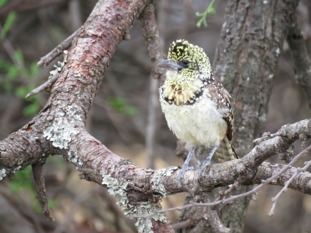 Пестроголовая чубатка - ML646038678