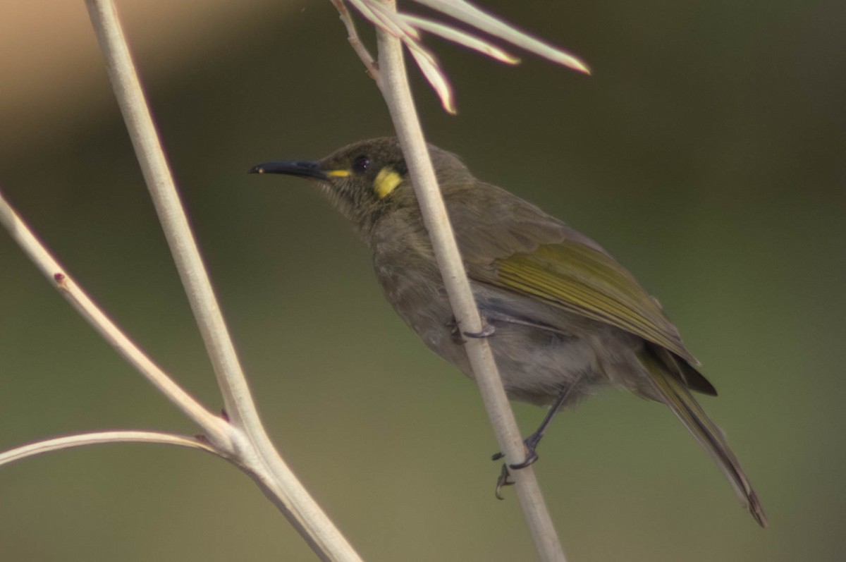 Малый медосос - ML646038680