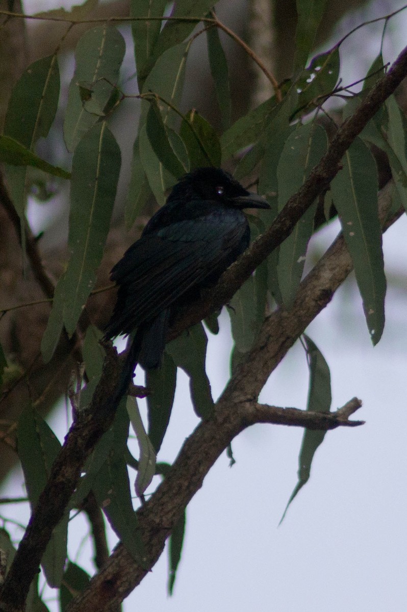 Сверкающий дронго - ML646038681