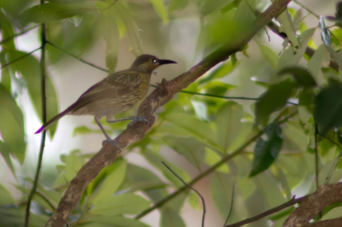 Пёстрый медосос - ML646038682