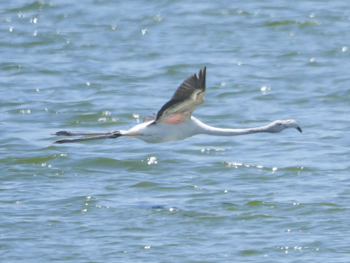 Розовый фламинго - ML646038684