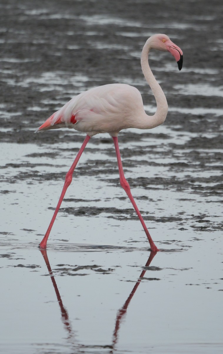 Розовый фламинго - ML646038685