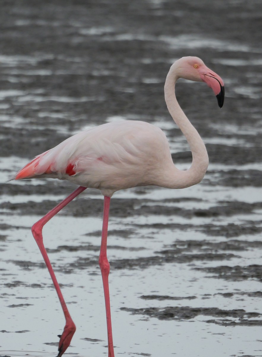 Розовый фламинго - ML646038686
