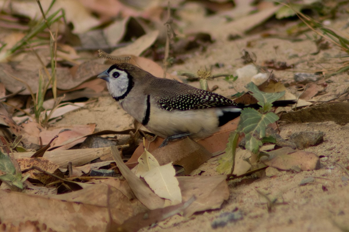 Кольчатая амадина - ML646038687