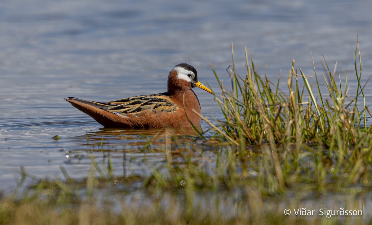 Red Phalarope - ML646038688