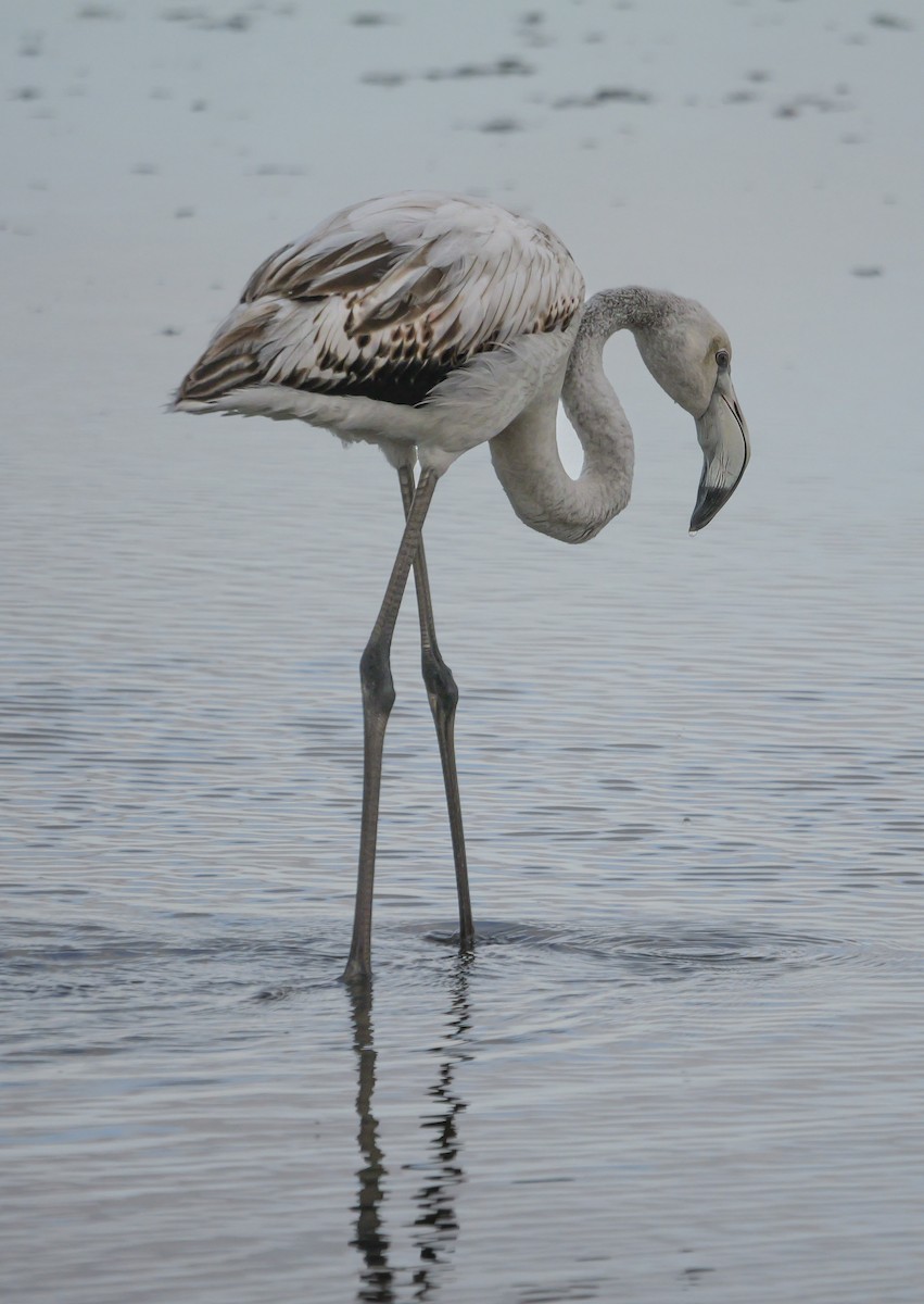 Малый фламинго - ML646038691