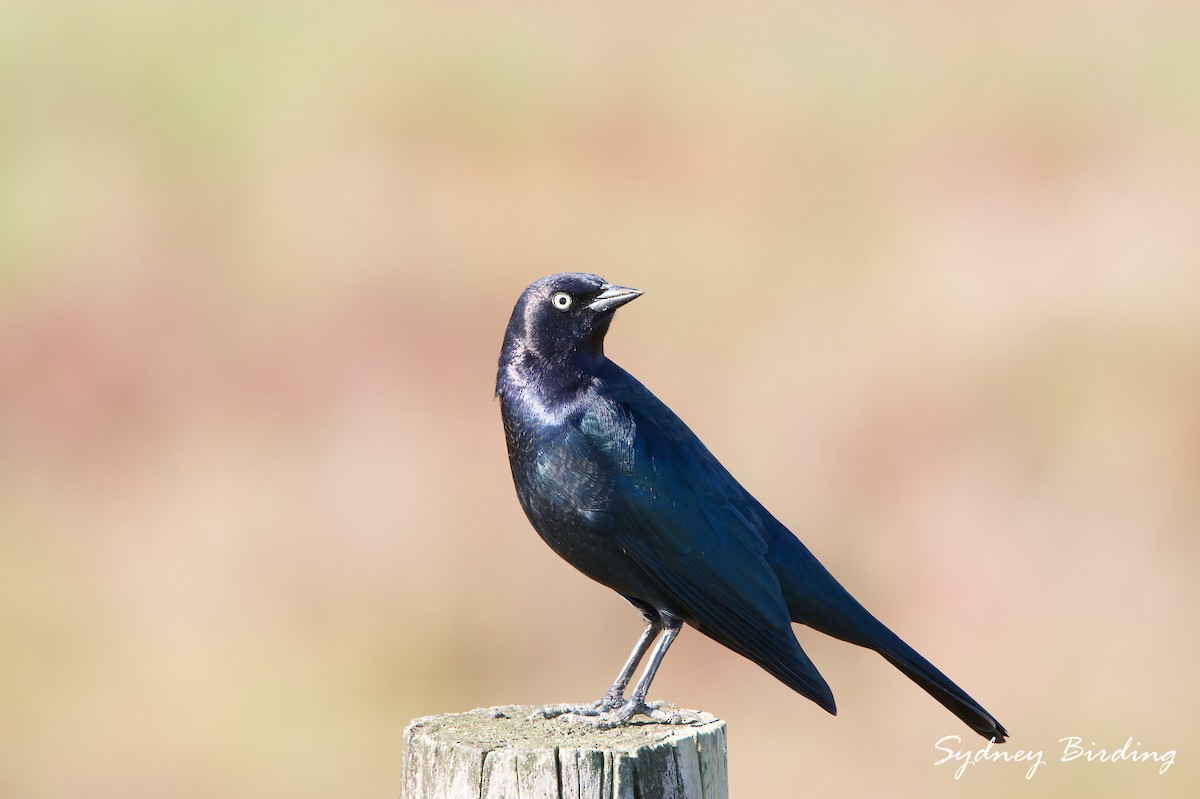 Пастбищный трупиал - ML646038692