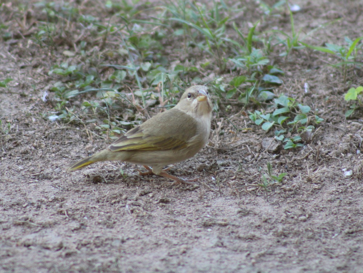 Карликовый зерноед - ML646038696