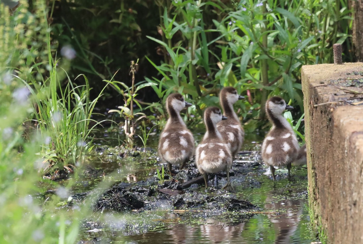 Egyptian Goose - ML646038715
