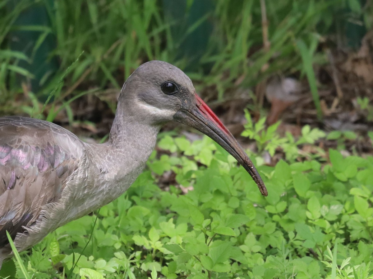 Hadada Ibis - ML646038719
