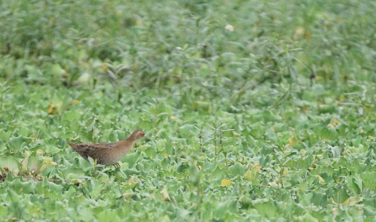 Marouette de Baillon - ML646038730