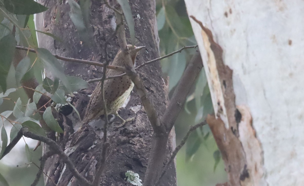 Red-throated Wryneck - ML646038732