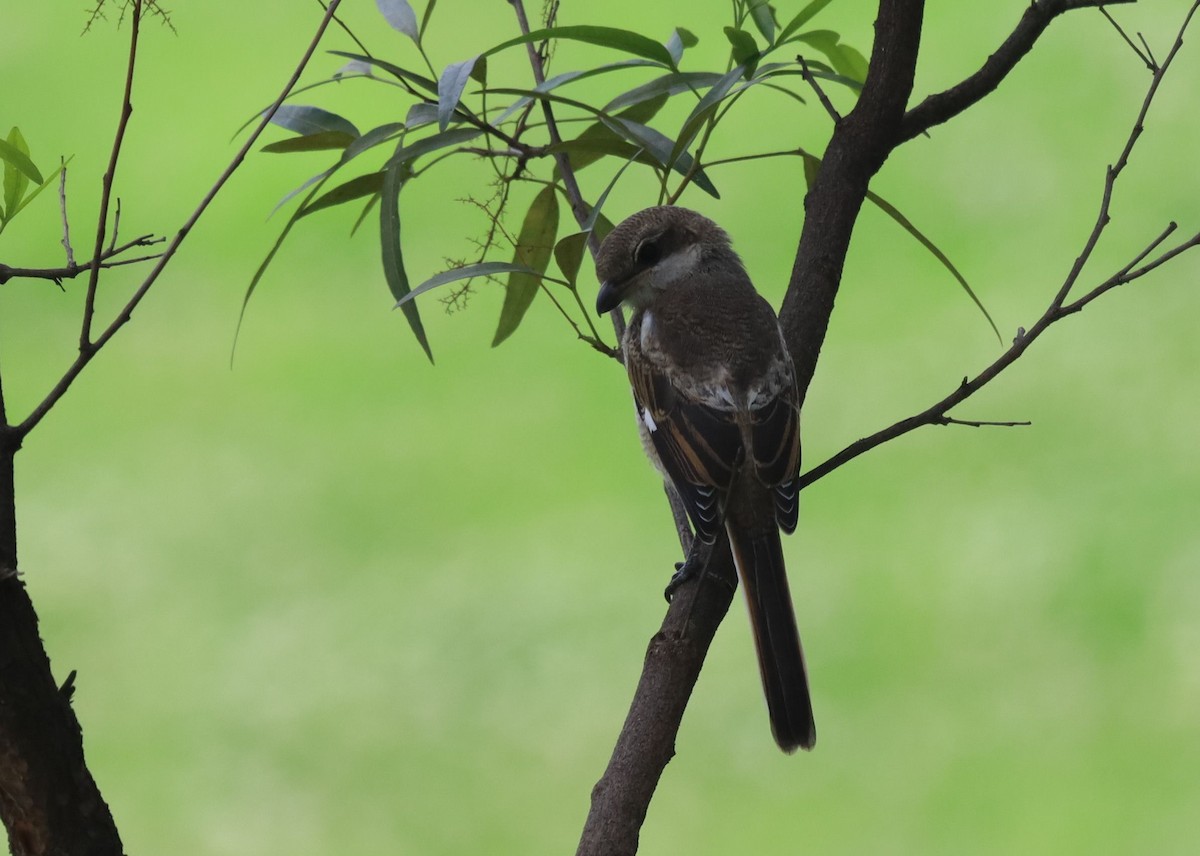 Southern Fiscal - ML646038737