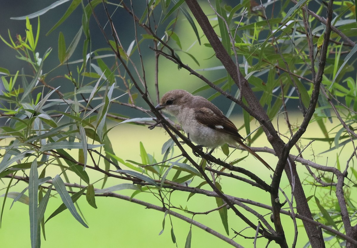 Southern Fiscal - ML646038738