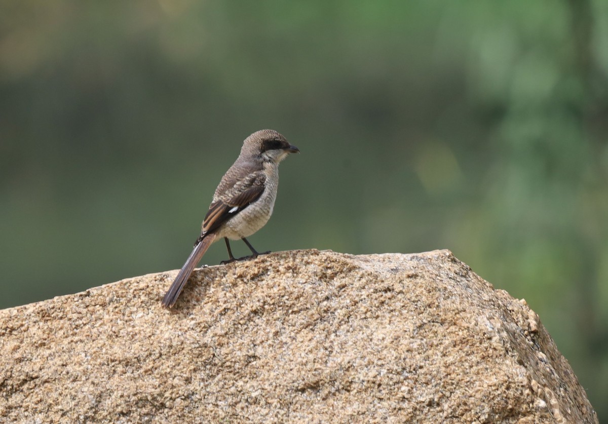 Southern Fiscal - ML646038739