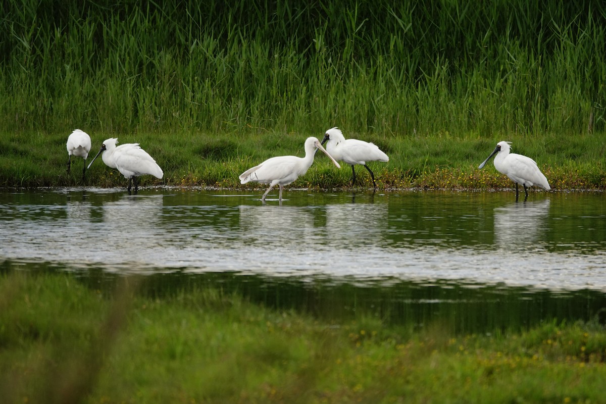 Spatule à bec jaune - ML646038740