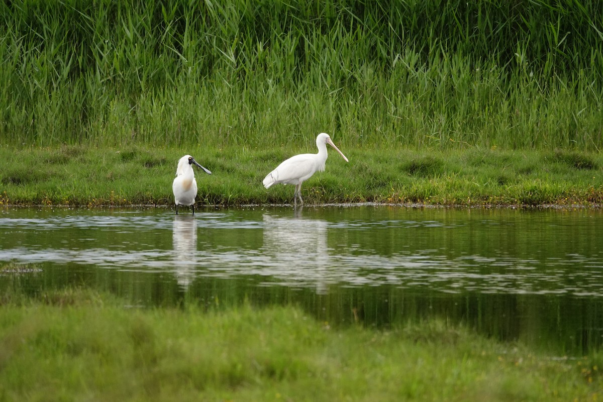 Spatule à bec jaune - ML646038742