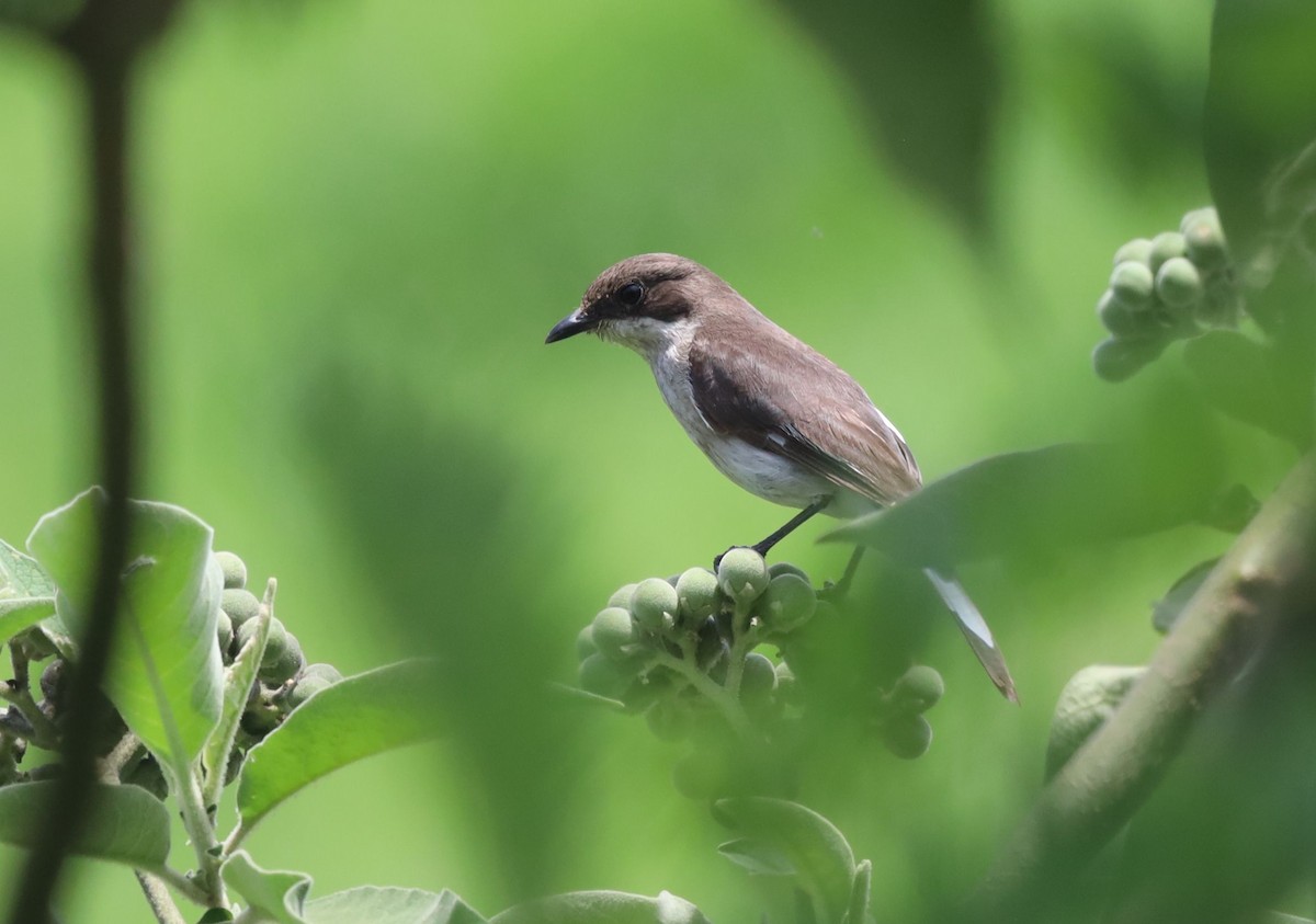 Fiscal Flycatcher - ML646038745
