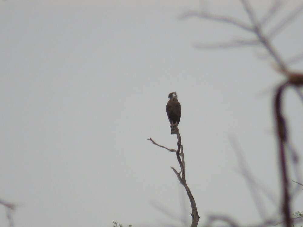 Brown Snake-Eagle - ML646038746