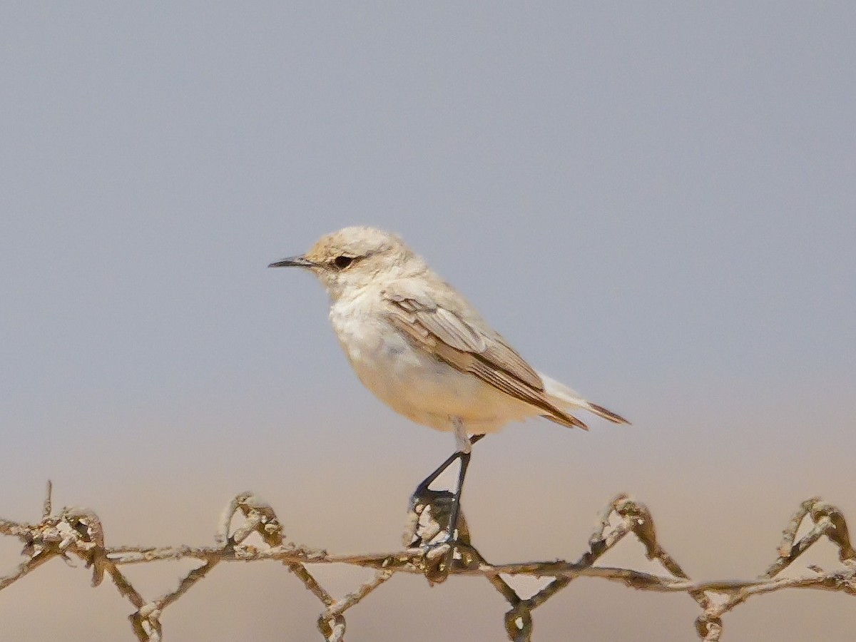 Tractrac Chat - ML646038749