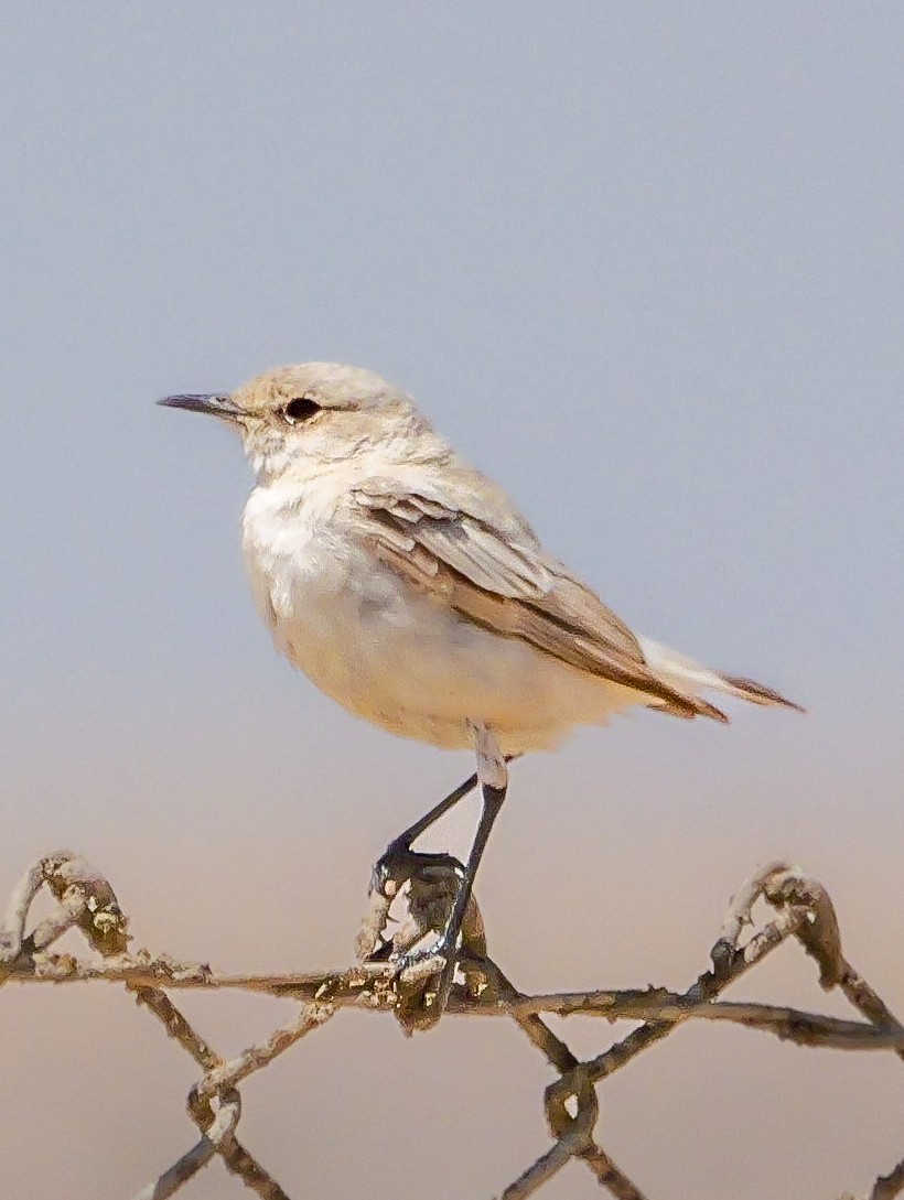 Tractrac Chat - ML646038750