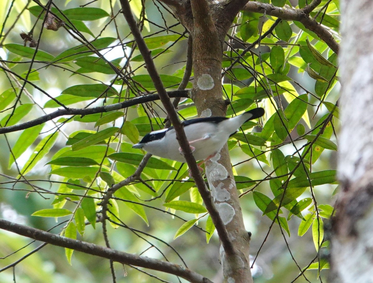 White-browed Shrike-Babbler (Blyth's) - ML646038752