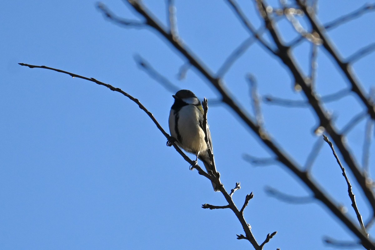 白頰山雀 - ML646038753