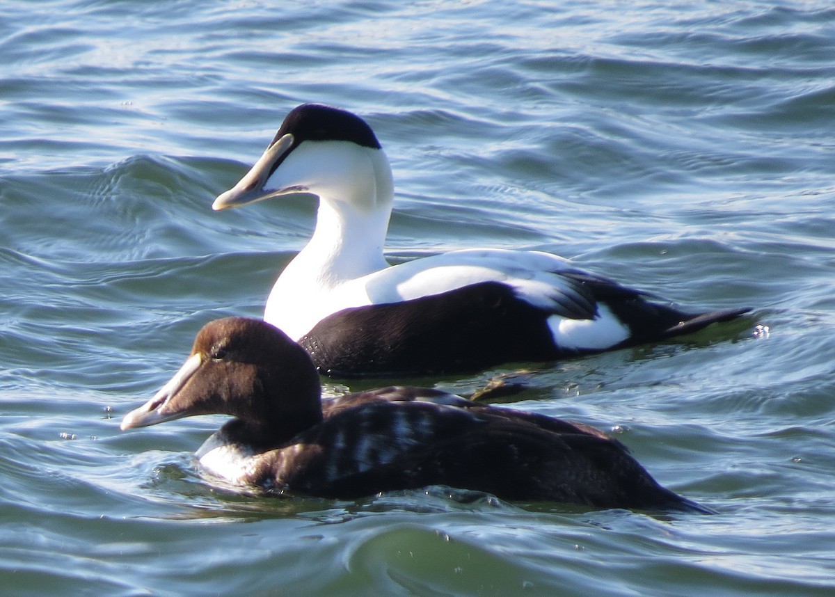 Common Eider - ML646038754