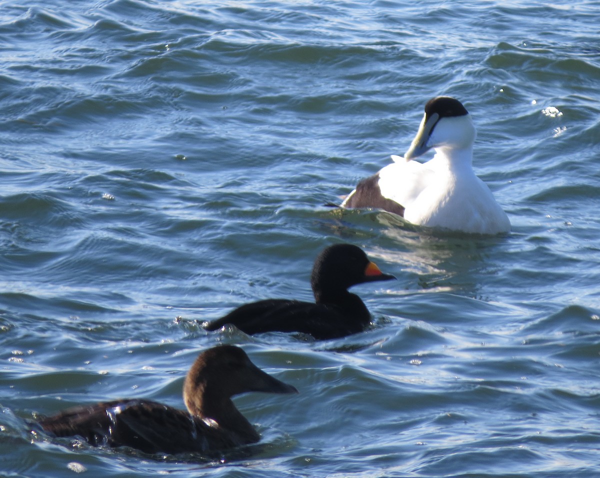Common Eider - ML646038755