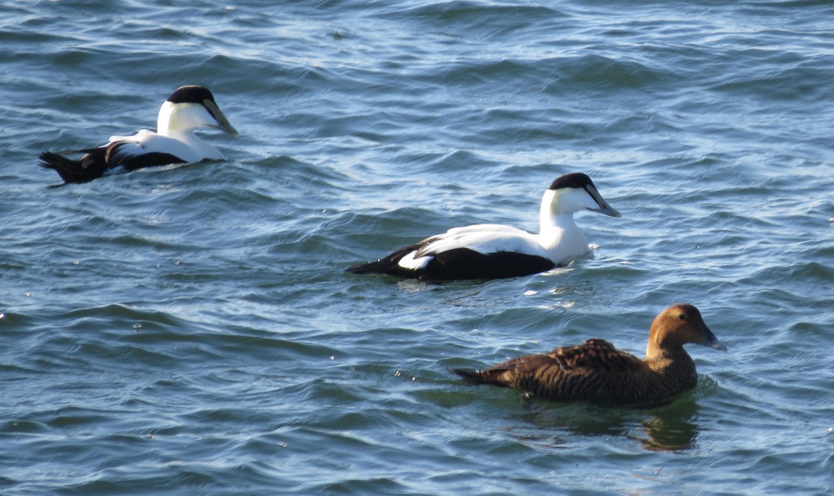 Common Eider - ML646038756