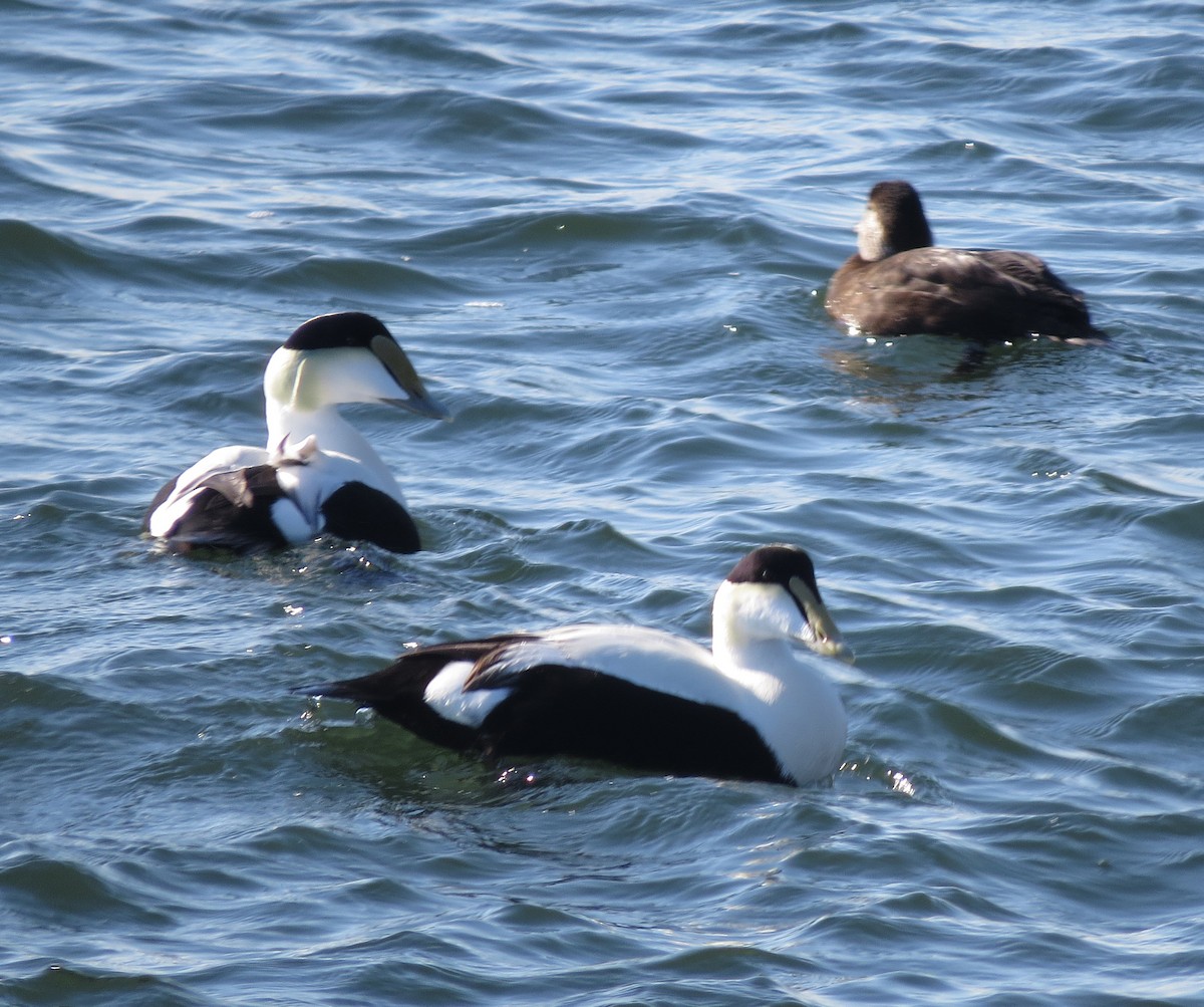 Common Eider - ML646038757