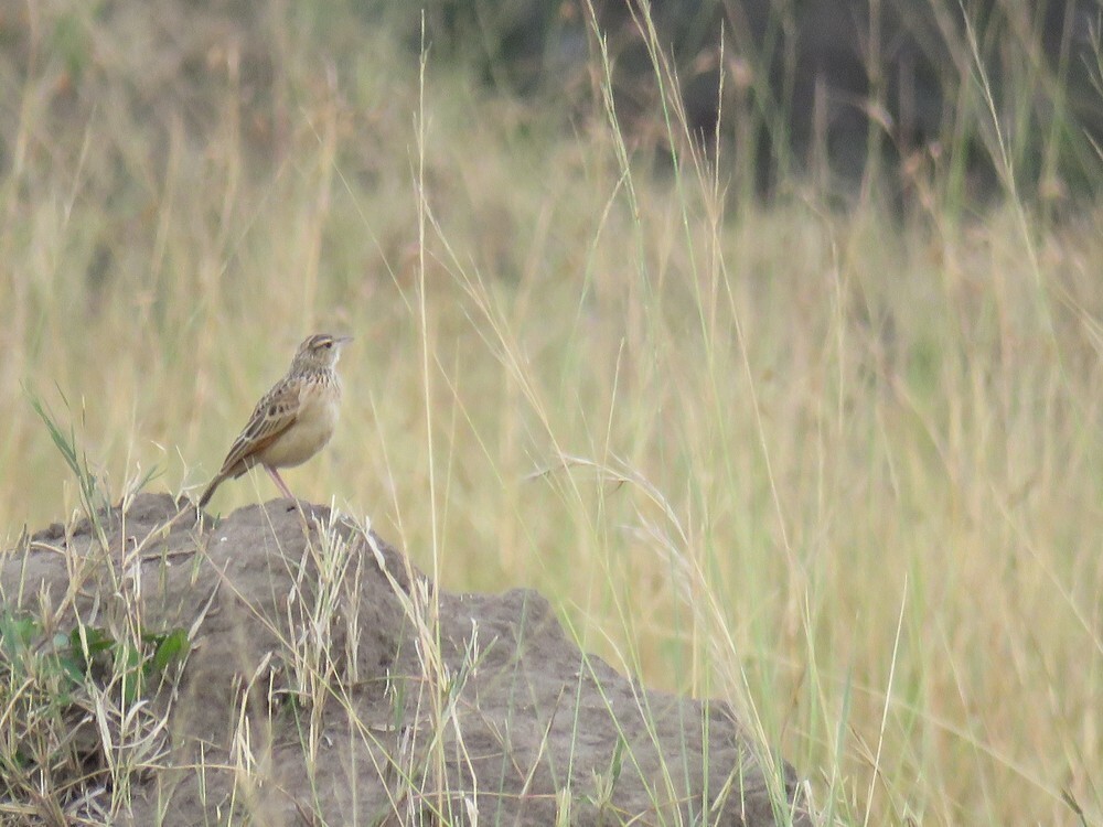 Rufous-naped Lark - ML646038758
