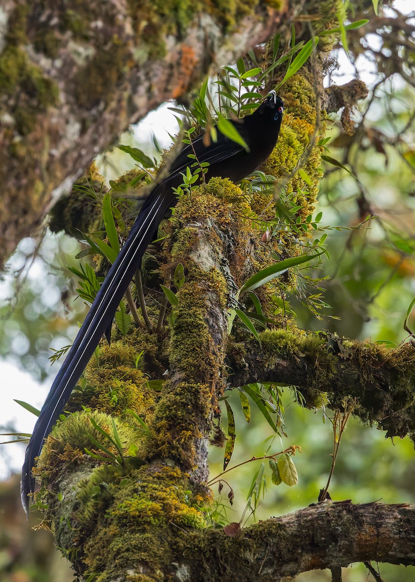 Black Sicklebill - ML646038760