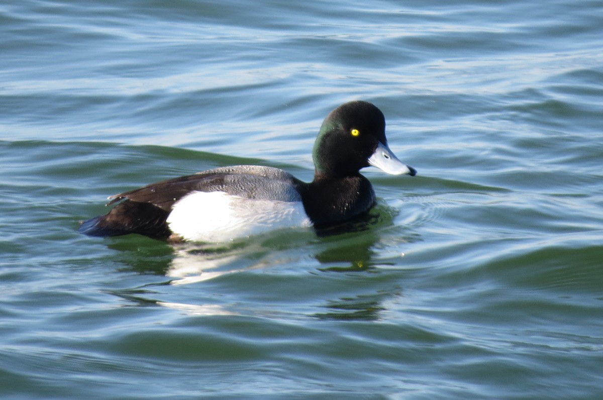 斑背潛鴨 - ML646038761