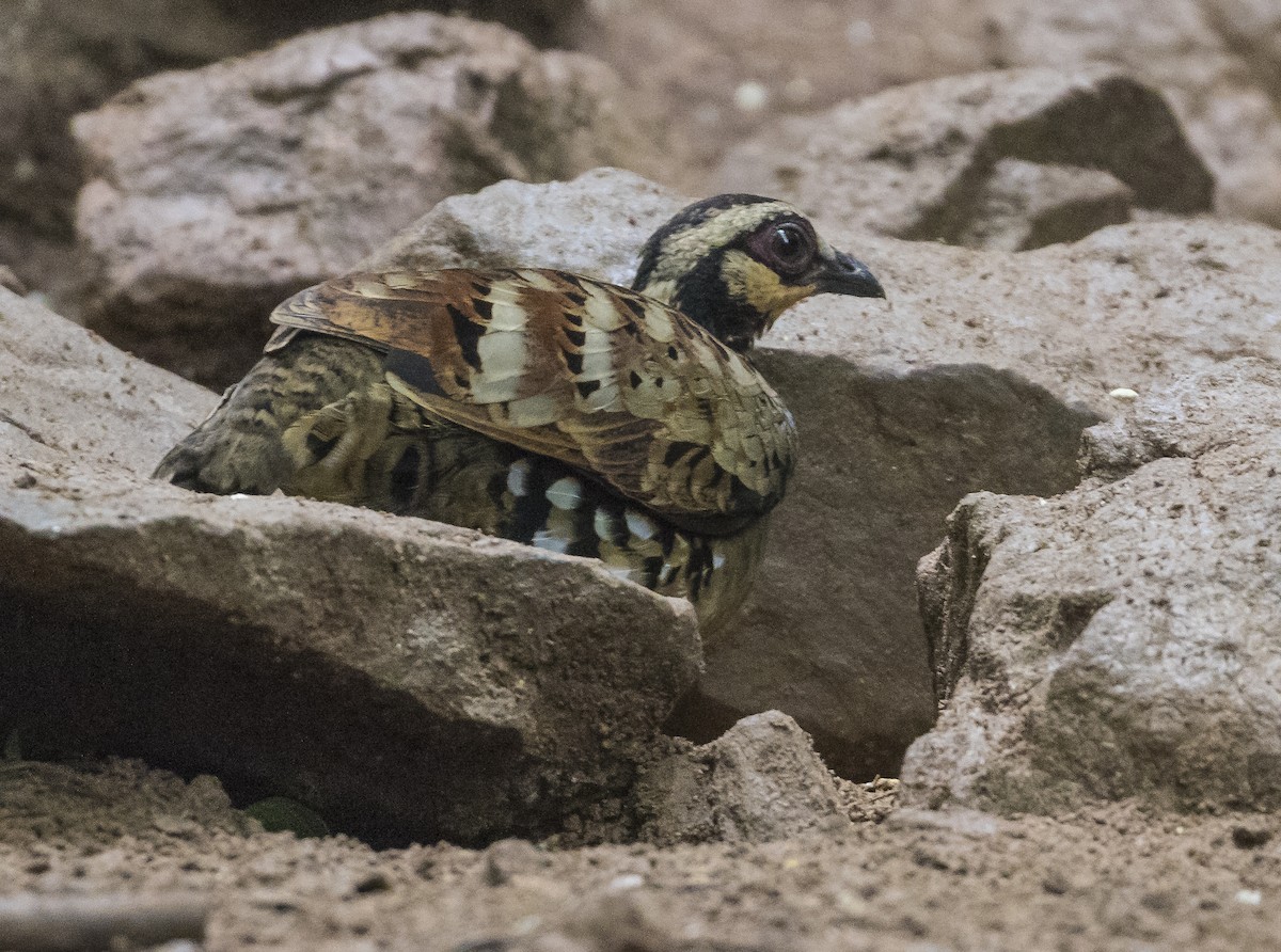 Bar-backed Partridge - ML646038762