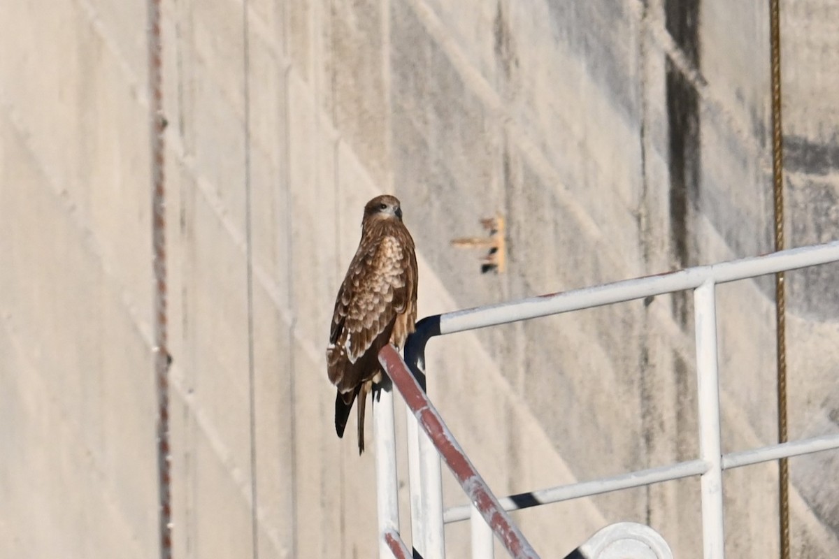 黑鳶 - ML646038763