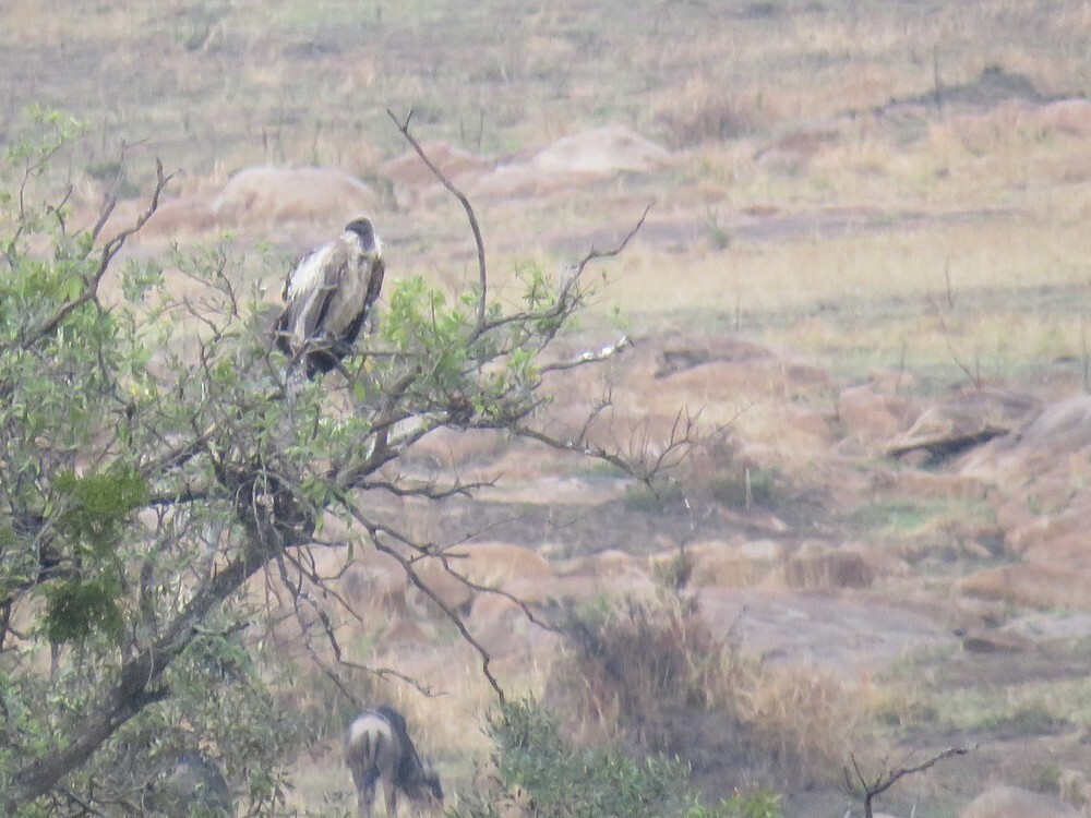 White-backed Vulture - ML646038764