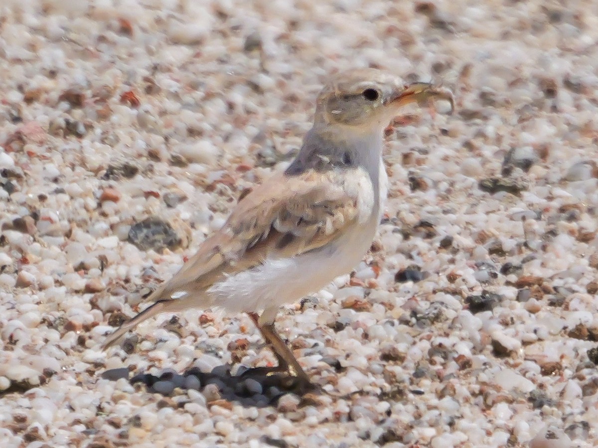 Gray's Lark - ML646038765