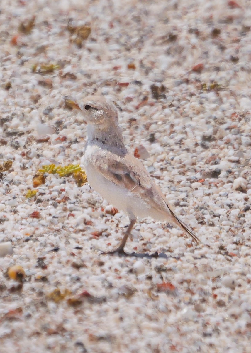 Gray's Lark - ML646038766