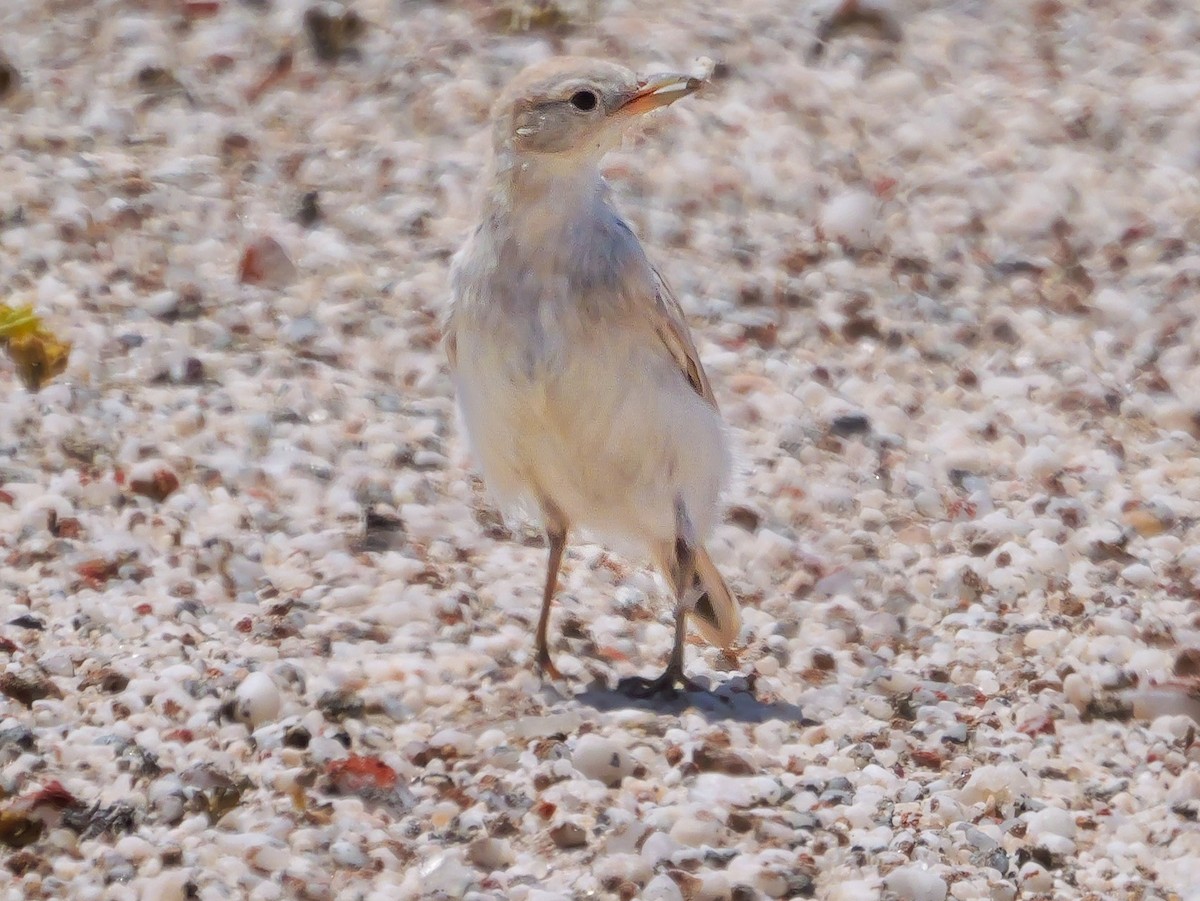 Gray's Lark - ML646038767