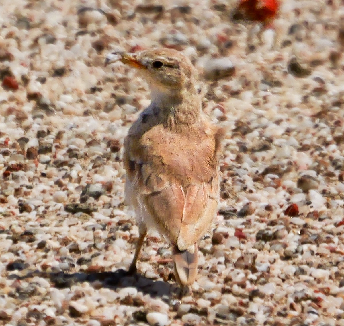 Gray's Lark - ML646038768